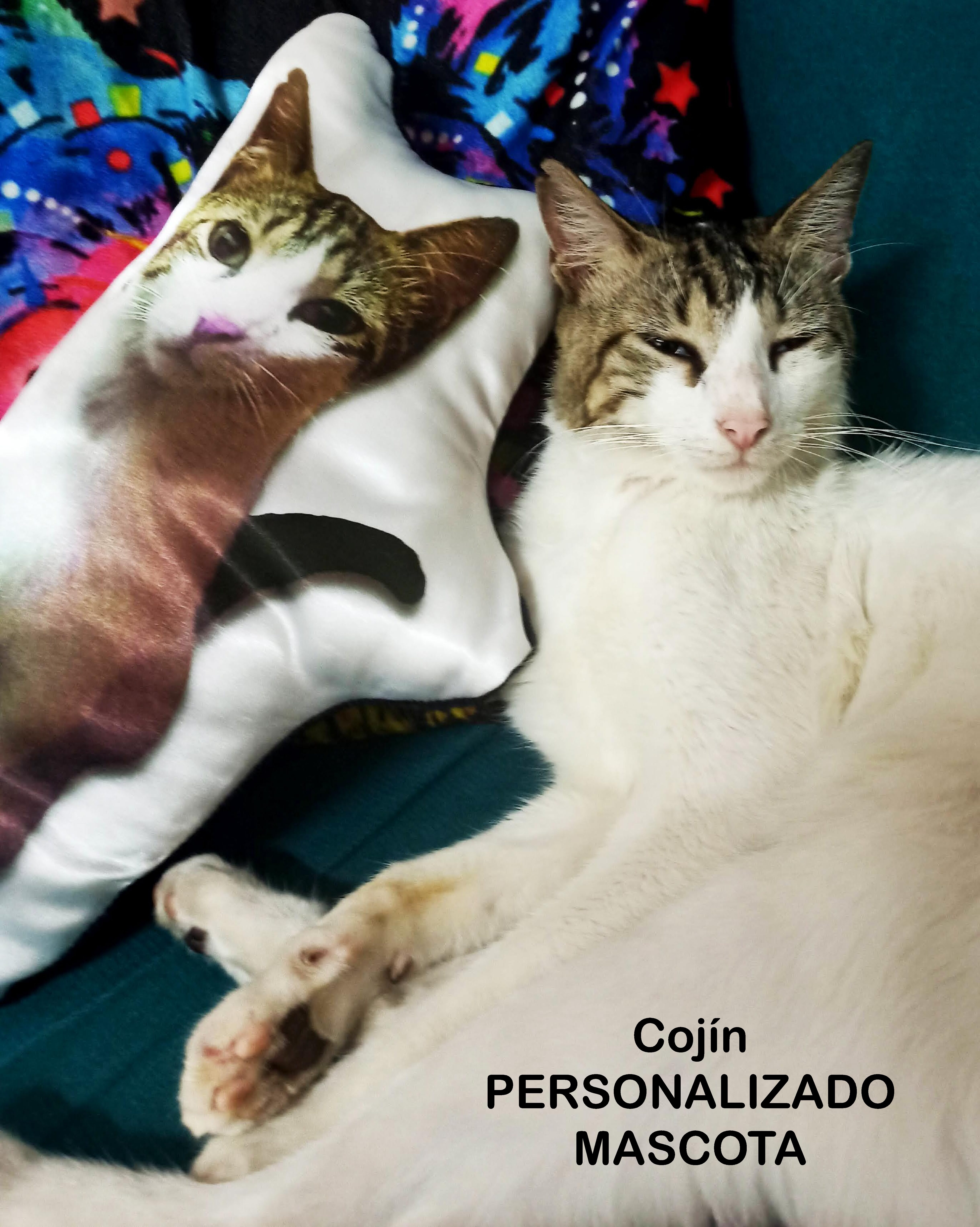 cojin mascota_compressed